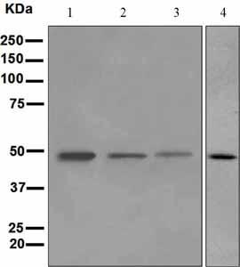 Western blot - Anti-Perilipin 2 antibody [EPR3713] - BSA and Azide free (AB232483), expandable thumbnail