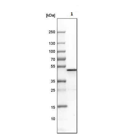 Western blot - Anti-Perilipin 3/TIP47 antibody (AB224344)