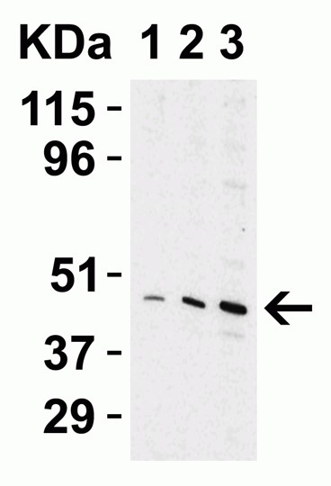 Western blot - Anti-Perilipin 3/TIP47 antibody (AB47638), expandable thumbnail