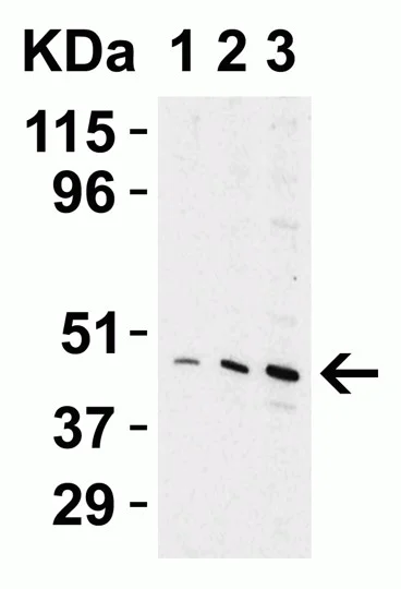 Western blot - Anti-Perilipin 3/TIP47 antibody (AB47638)