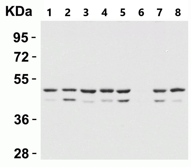 Western blot - Anti-Perilipin 3/TIP47 antibody (AB47639)