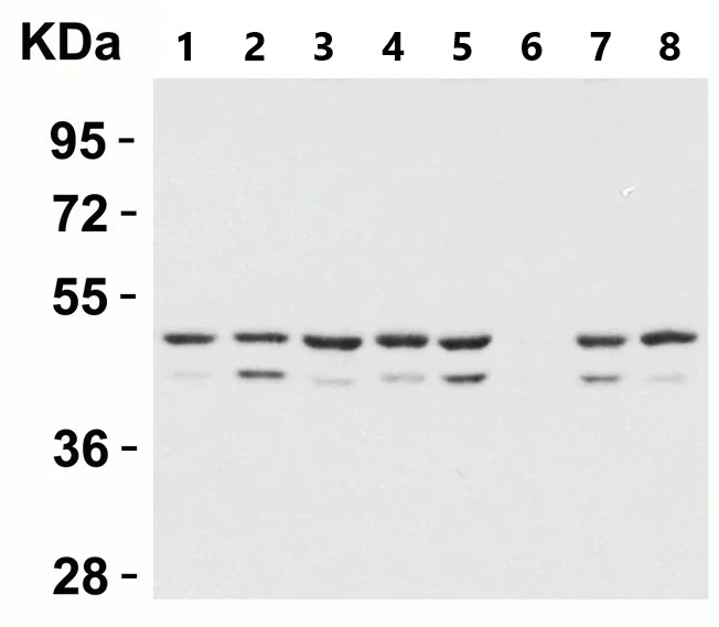 Western blot - Anti-Perilipin 3/TIP47 antibody (AB47639)