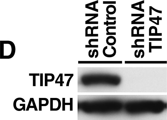 Western blot - Anti-Perilipin 3/TIP47 antibody (AB47639)