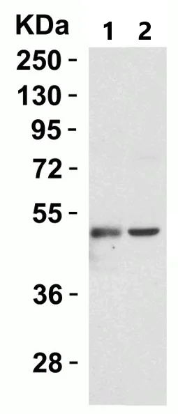 Western blot - Anti-Perilipin 3/TIP47 antibody (AB47639)