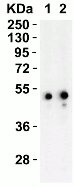Western blot - Anti-Perilipin 3/TIP47 antibody (AB47639)