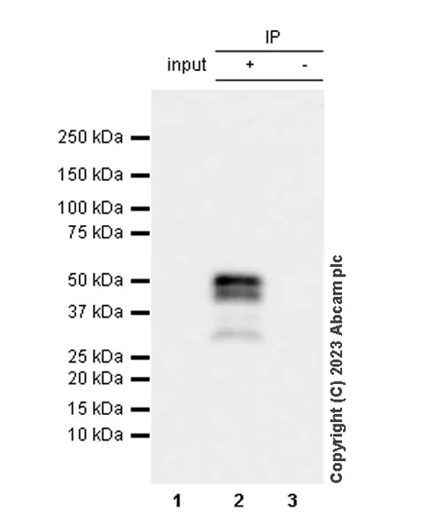 Immunoprecipitation - Anti-Perilipin 3/TIP47 antibody [EPR28801-93] - BSA and Azide free (AB315477)