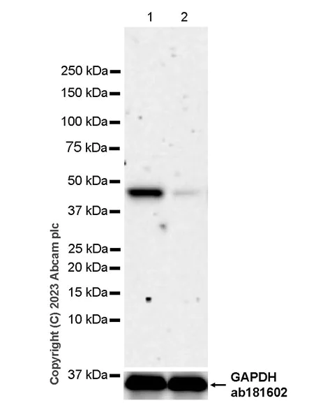 Western blot - Anti-Perilipin 3/TIP47 antibody [EPR28801-93] - BSA and Azide free (AB315477)