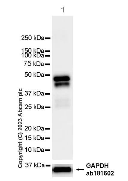 Western blot - Anti-Perilipin 3/TIP47 antibody [EPR28801-93] - BSA and Azide free (AB315477)