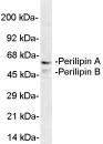 Western blot - Anti-Perilipin A+B antibody (AB3527)