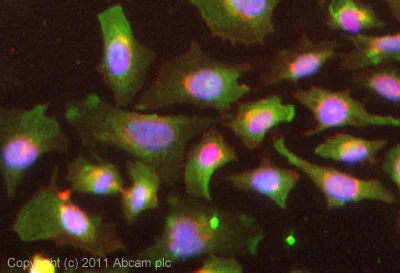 Immunocytochemistry/ Immunofluorescence - Anti-Periostin antibody (AB14041)