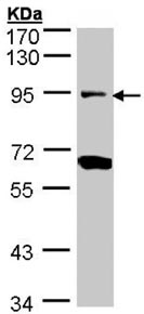 Western blot - Anti-Periostin antibody (AB152099), expandable thumbnail