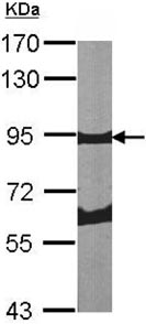 Western blot - Anti-Periostin antibody (AB152099), expandable thumbnail