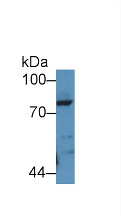 Western blot - Anti-Periostin antibody (AB231130)
