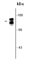 Western blot - Anti-Periostin antibody (AB92460), expandable thumbnail