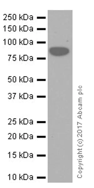 Western blot - Anti-Periostin antibody [EPR19934] (AB219056)