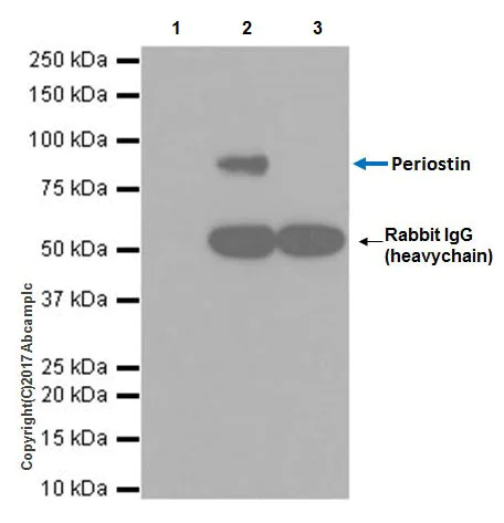 Immunoprecipitation - Anti-Periostin antibody [EPR19934] - BSA and Azide free (AB223194)