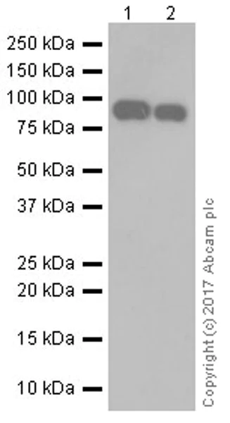Western blot - Anti-Periostin antibody [EPR19934] - BSA and Azide free (AB223194)