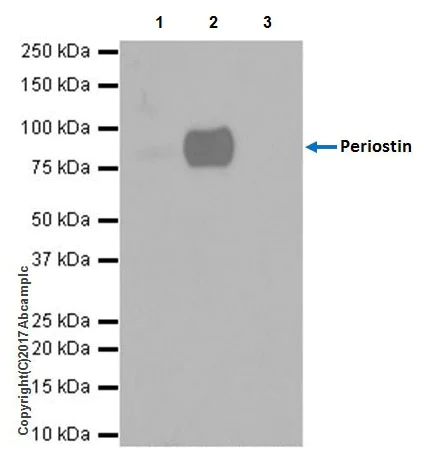 Immunoprecipitation - Anti-Periostin antibody [EPR19936] - BSA and Azide free (AB251563)