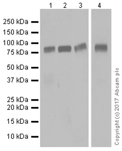 Western blot - Anti-Periostin antibody [EPR19936] - BSA and Azide free (AB251563)
