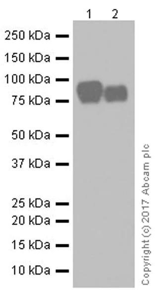 Western blot - Anti-Periostin antibody [EPR19936] - BSA and Azide free (AB251563)