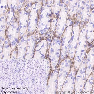 Immunohistochemistry (Formalin/PFA-fixed paraffin-embedded sections) - Anti-Periostin antibody [EPR20806] - BSA and Azide free (AB227049)