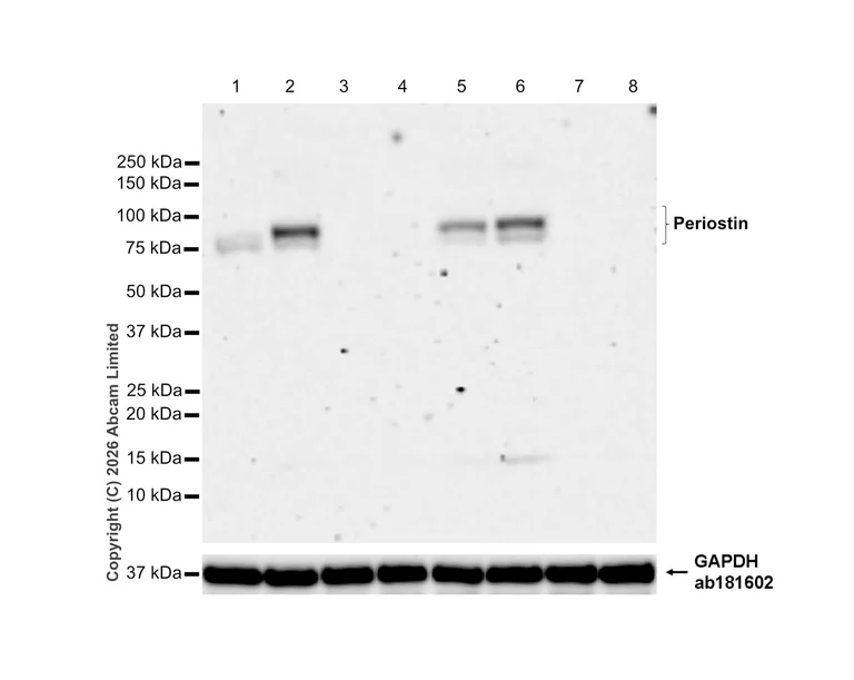Western blot - Anti-Periostin antibody [EPR20806] - BSA and Azide free (AB227049)