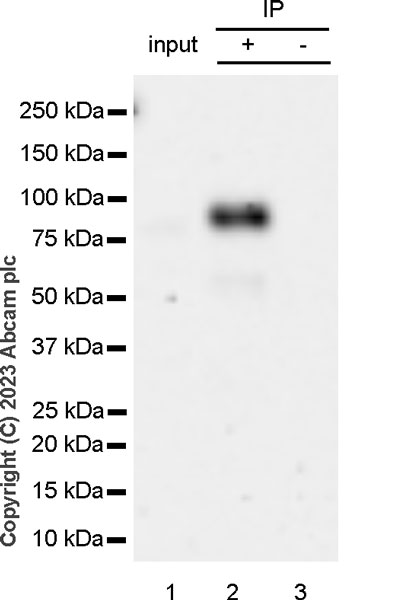 Anti-Periostin antibody [RM1074]