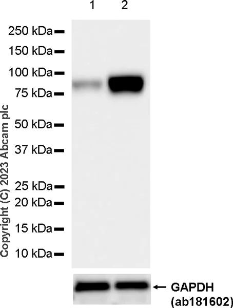 Western blot - Anti-Periostin antibody [RM1074] (AB315104)