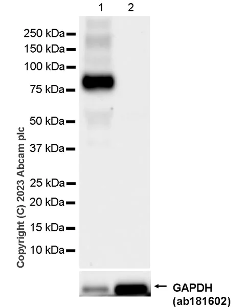 Western blot - Anti-Periostin antibody [RM1074] (AB315104)