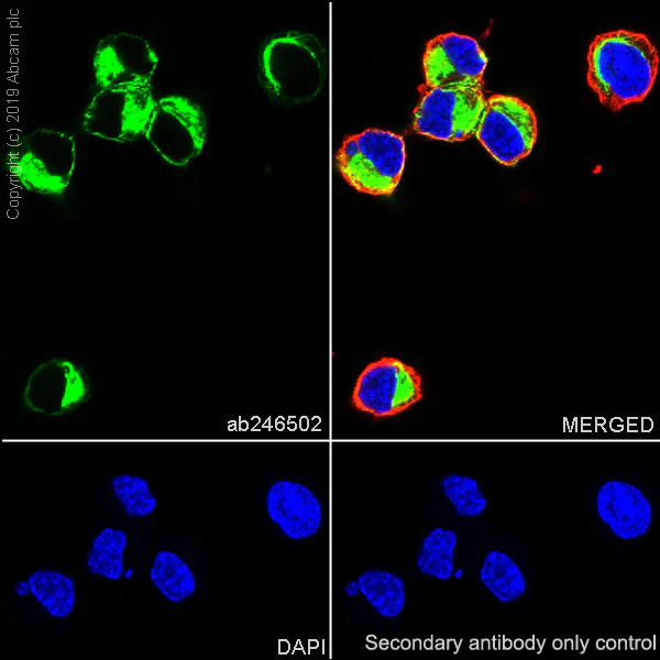 Immunocytochemistry/ Immunofluorescence - Anti-Peripherin antibody [EPR23445-28] - BSA and Azide free (AB269861)
