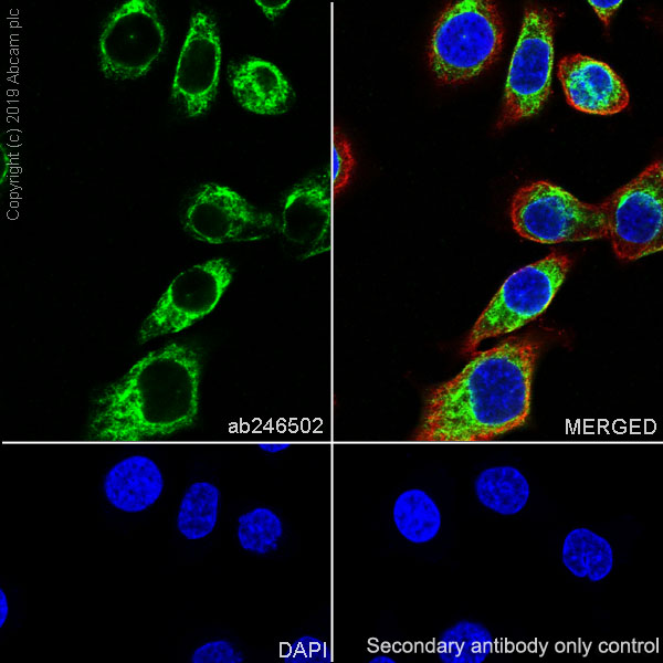 Immunocytochemistry/ Immunofluorescence - Anti-Peripherin antibody [EPR23445-28] - BSA and Azide free (ab269861), expandable thumbnail
