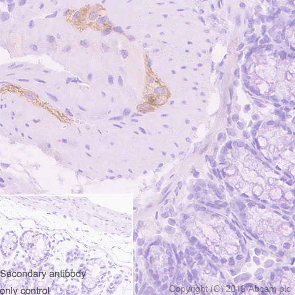 Immunohistochemistry (Formalin/PFA-fixed paraffin-embedded sections) - Anti-Peripherin antibody [EPR23445-28] - BSA and Azide free (AB269861)
