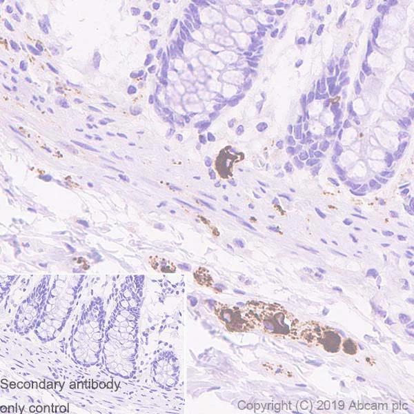 Immunohistochemistry (Formalin/PFA-fixed paraffin-embedded sections) - Anti-Peripherin antibody [EPR23445-28] - BSA and Azide free (AB269861)
