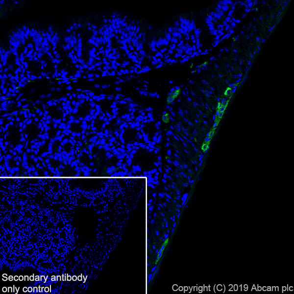 Immunohistochemistry (Frozen sections) - Anti-Peripherin antibody [EPR23445-28] - BSA and Azide free (ab269861), expandable thumbnail