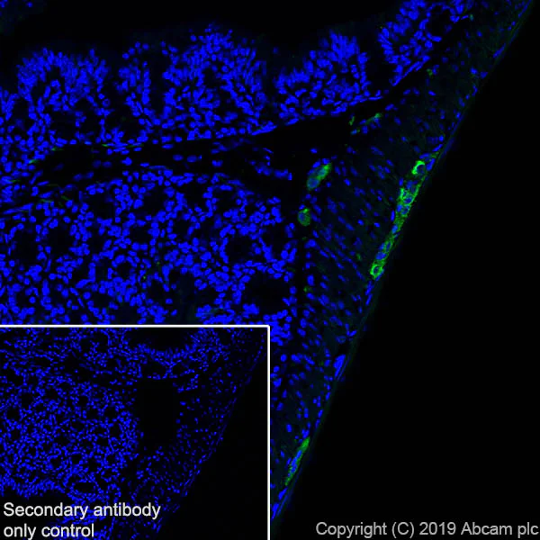 Immunohistochemistry (Frozen sections) - Anti-Peripherin antibody [EPR23445-28] - BSA and Azide free (AB269861)