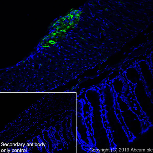 Immunohistochemistry (Frozen sections) - Anti-Peripherin antibody [EPR23445-28] - BSA and Azide free (AB269861)