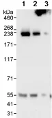 Western blot - Anti-Periplakin antibody (AB72422)