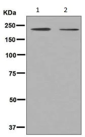 Western blot - Anti-Periplakin antibody [EPR8296] (AB131269)