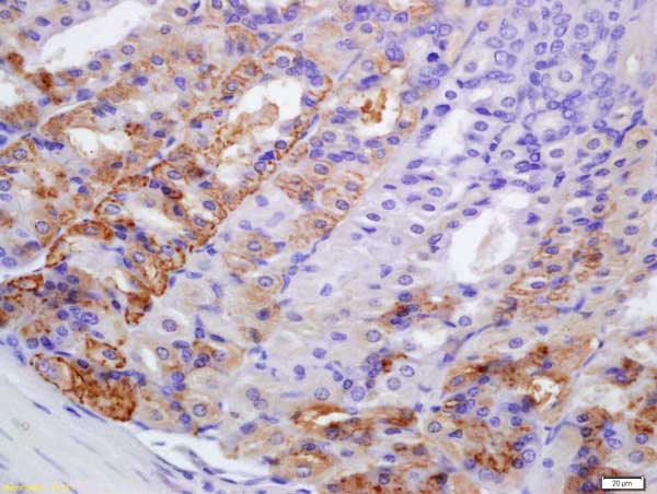 Immunohistochemistry (Formalin/PFA-fixed paraffin-embedded sections) - Anti-PERK antibody (AB217322), expandable thumbnail