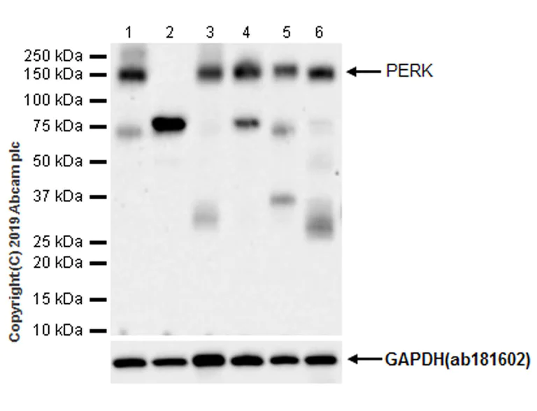 Western blot - Anti-PERK antibody [EPR19876-294] - BSA and Azide free (AB254249)