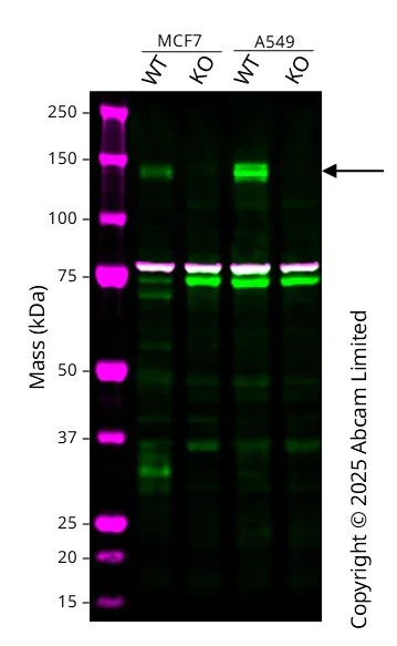 Western blot - Anti-PERK antibody [EPR19876-294] - BSA and Azide free (AB254249)