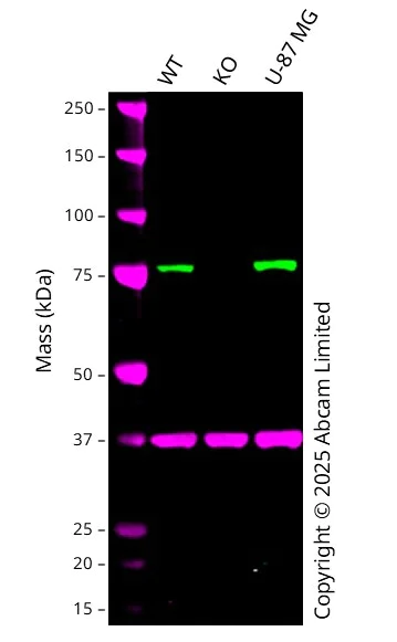 Western blot - Anti-PERK antibody [EPR19876-294] - BSA and Azide free (AB254249)