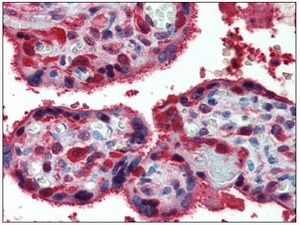 Immunohistochemistry (Formalin/PFA-fixed paraffin-embedded sections) - Anti-Peroxiredoxin 1/PAG antibody (AB109766), expandable thumbnail
