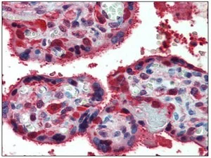 Immunohistochemistry (Formalin/PFA-fixed paraffin-embedded sections) - Anti-Peroxiredoxin 1/PAG antibody (AB109766)