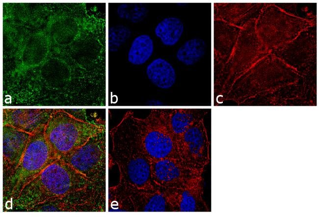 Immunocytochemistry/ Immunofluorescence - Anti-Peroxiredoxin 1/PAG antibody (AB15571), expandable thumbnail