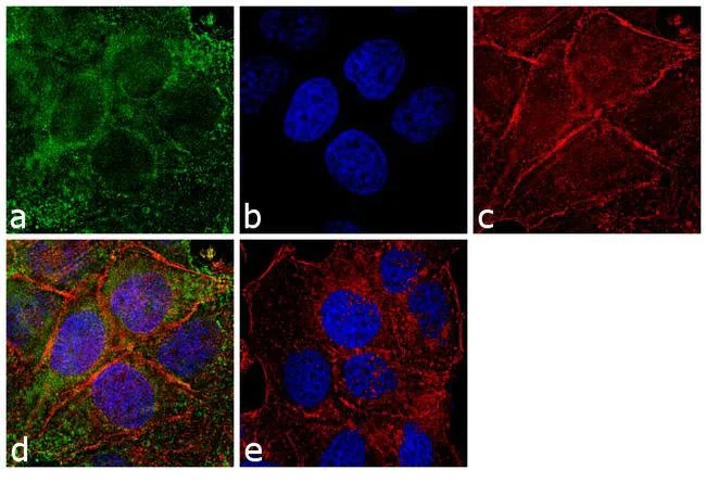 Immunocytochemistry/ Immunofluorescence - Anti-Peroxiredoxin 1/PAG antibody (AB15571)
