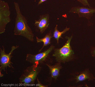 Immunocytochemistry/ Immunofluorescence - Anti-Peroxiredoxin 1/PAG antibody (AB15571)