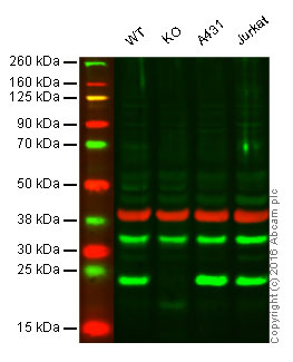Western blot - Anti-Peroxiredoxin 1/PAG antibody (AB15571), expandable thumbnail