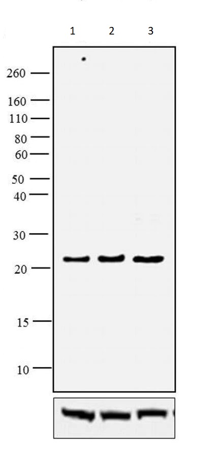 Western blot - Anti-Peroxiredoxin 1/PAG antibody (AB15571), expandable thumbnail