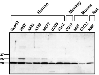 Western blot - Anti-Peroxiredoxin 1/PAG antibody (ab15571), expandable thumbnail